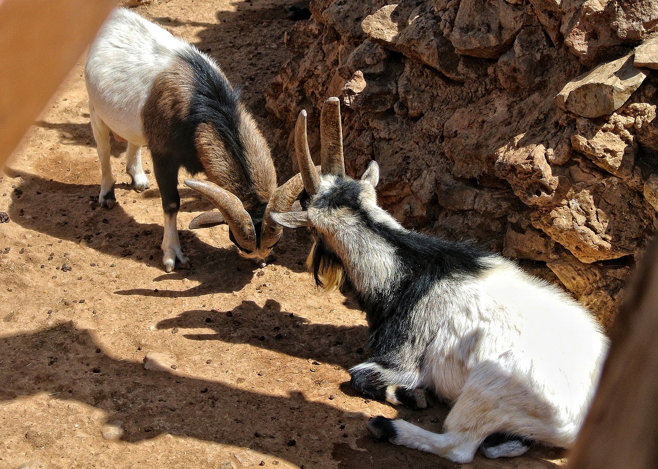 산양삼주