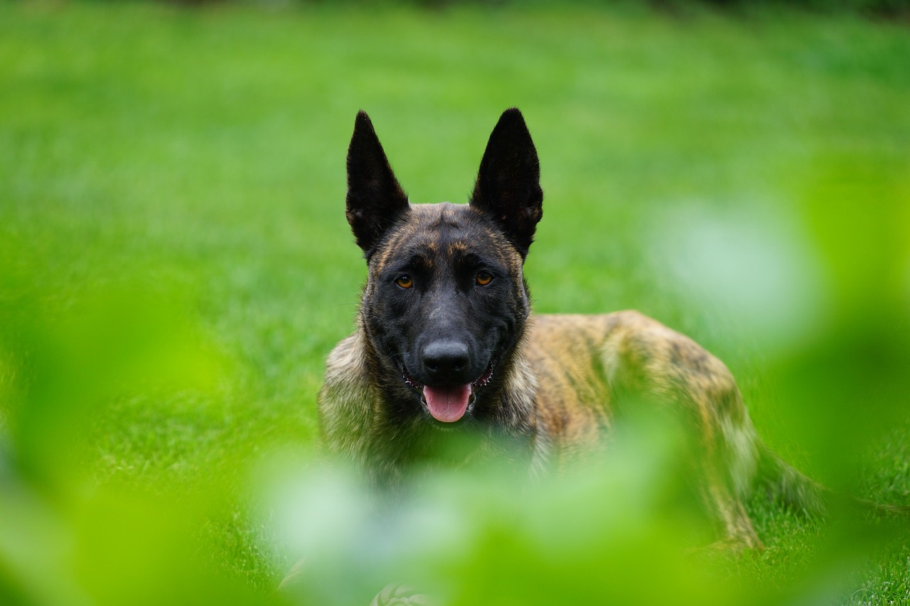 K9장기렌트비용 고민 중이라면? 이 글을 꼭 보세요